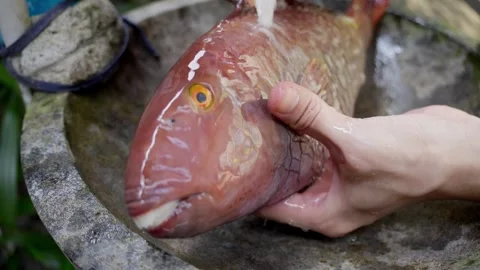 Close up of hands cleaning a raw freshly caught marine fish with water Video stock 335363936