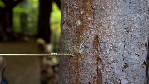 Close up of hands with cordless drill, twisting a screw into a timber Stock Footage 158977370