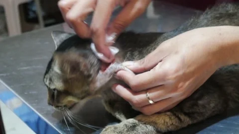 Close up of Hands Curing A Wounded Cheek Of An Asian Shorthair Male Cat Stock Footage 163919392