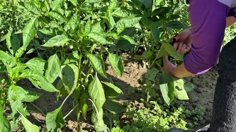 Close Up of Hands Cutting Green Peppers from Plants During Harvest Stock Footage 345871206