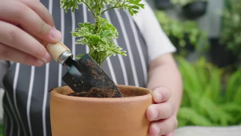 Close up hands decorating a small plants in flowerpot by small shovel Stock Footage 171021663