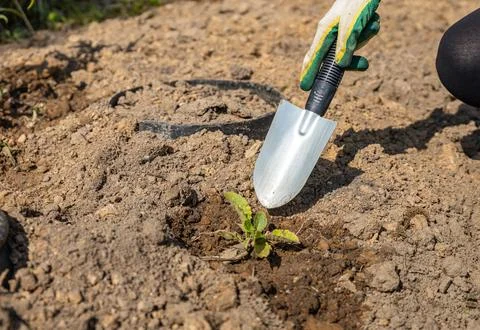 Close-up of hands digging soil with garden shovel. Springtime, working on a p Stock Photos