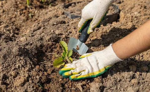 Close-up of hands digging soil with garden shovel. Springtime, working on a p Stock Photos