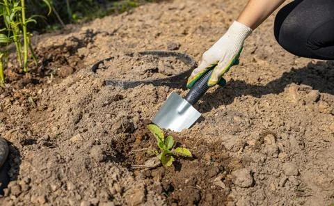 Close-up of hands digging soil with garden shovel. Springtime, working on a p Stock Photos
