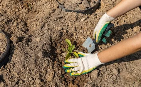Close-up of hands digging soil with garden shovel. Springtime, working on a p Stock Photos