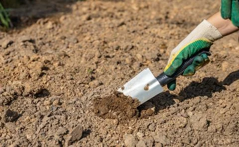 Close-up of hands digging soil with garden shovel. Springtime, working on a p Stock Photos