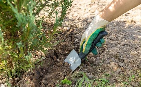 Close-up of hands digging soil with garden shovel. Springtime, working on a p Stock Photos