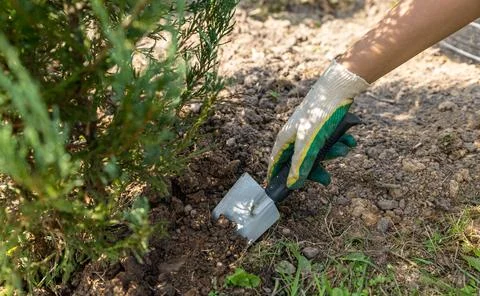 Close-up of hands digging soil with garden shovel. Springtime, working on a p Stock Photos