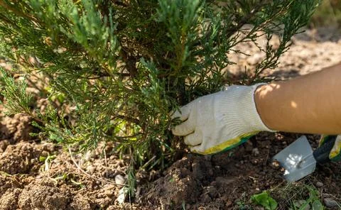 Close-up of hands digging soil with garden shovel. Springtime, working on a p Stock Photos