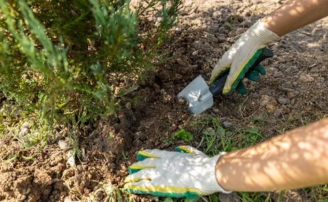 Close-up of hands digging soil with garden shovel. Springtime, working on a p Stock Photos