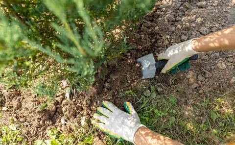 Close-up of hands digging soil with garden shovel. Springtime, working on a p Stock Photos