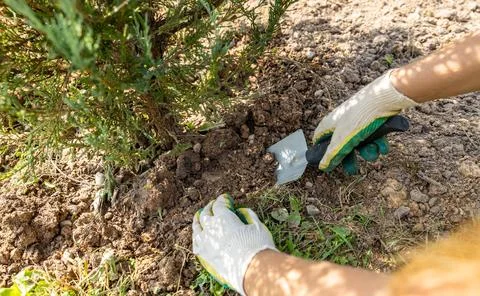 Close-up of hands digging soil with garden shovel. Springtime, working on a p Stock Photos