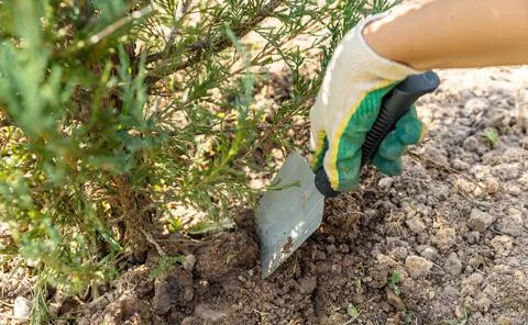 Close-up of hands digging soil with garden shovel. Springtime, working on a p Stock Photos