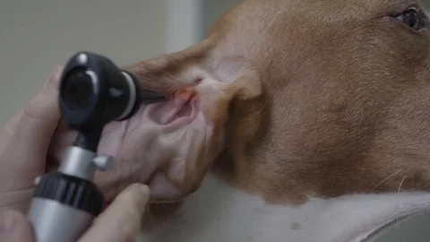 Close up hands of the doctor examining ear of big pointer dog with brown spots Stock Footage 107385382