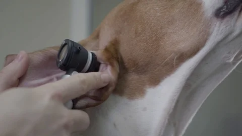 Close-up hands of the doctor examining ear of big pointer dog with brown spots Stock Footage 107385457