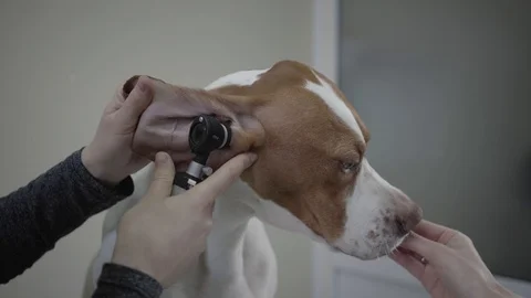 Close up hands of the doctor examining ear of big pointer dog with brown spots Stock Footage 107386127