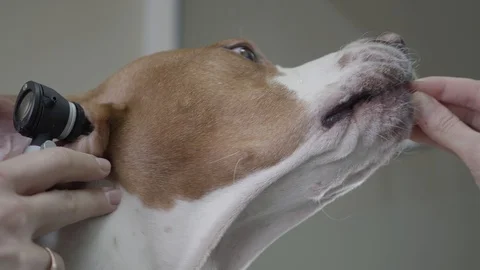 Close-up hands of the doctor examining ear of big pointer dog with brown spots Stock Footage 107410066