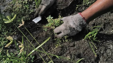 Close up of hands doing gardening Vídeos de archivo 220010898