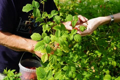 Close-up of the hands of an elderly farmer and grandson picking ripe red ra.. 写真素材