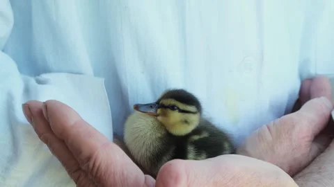 Close-up of hands of an elderly man farmer who holds a small fluffy duckling. Stock Footage 245676392