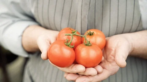 Close-up hands of an elderly man holding ripe red tomatoes Stock Footage 122922367