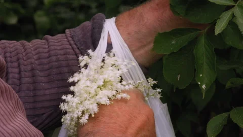 Close-up, Hands of an Elderly Man Tear Off The Flowers of Healing Elderberry and Stock Footage 160393701