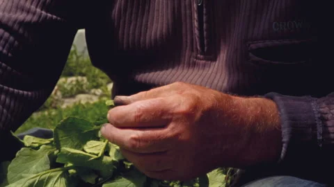 Close-up, hands of an elderly rural man cut off a batva from a radish with a Stock Footage 208601689