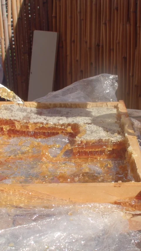 Close-up hands extracting honey from honeycomb with metal tool Vídeo Stock 347322906