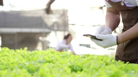 Close up hands of farmer checking quality of hydroponic vegetables Stock-Footage 221691866