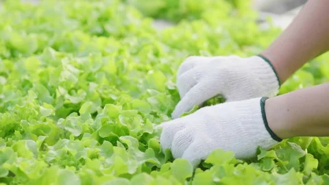 Close up hands of farmer checking quality of hydroponic vegetables Video stock 221692247