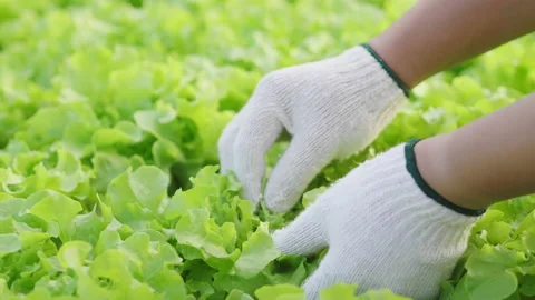 Close up hands of farmer checking quality of hydroponic vegetables Video stock 221695176
