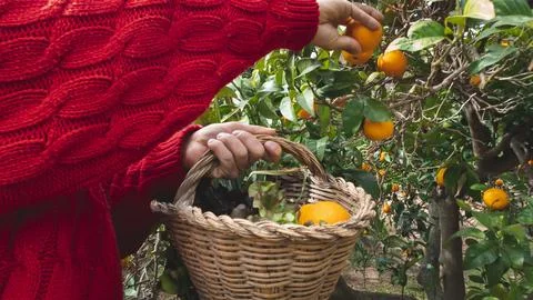 Close up of the hands of a farmer picking oranges with a wicker basket in a.. Stock Photos