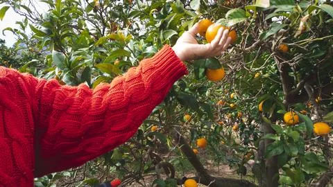 Close up of the hands of a farmer picking oranges in an orange grove Stock Photos