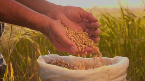 Close up Hands of farmer touching poured through the fingers soybean grains in a Stock Footage 199423926