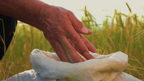 Close up Hands of farmer touching poured through the fingers wheat grains in a Stock Footage 299898900