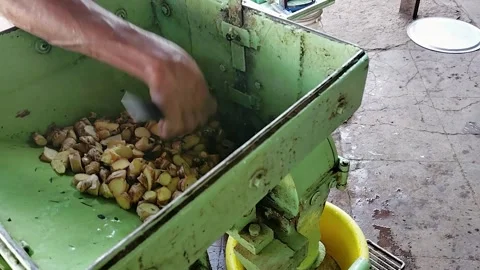 Close-up of hands feeding fresh ginger into an industrial grinding machine,.. Stock Footage 341356103