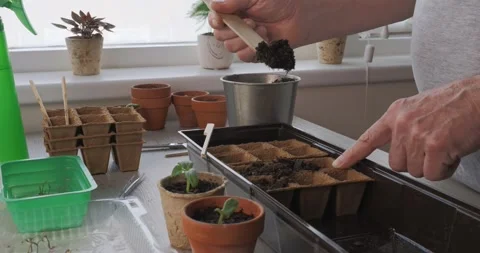 Close-up of hands filling biodegradable peat pots with soil for growing Vídeo Stock 332680873
