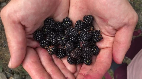 Close-up of hands full of blackberries Stock Footage 93305519