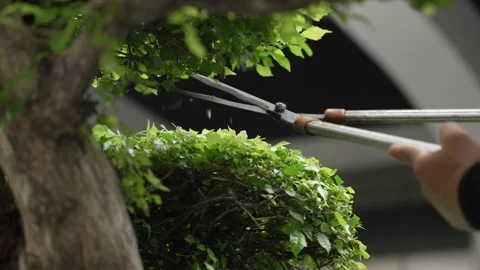 Close up of hands with garden shears cutting the leaves of a small decorative Stock Footage 310725502
