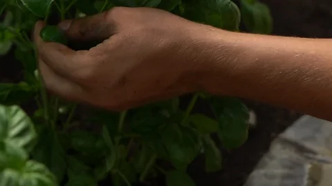 Close-up of hands gardening basil Stock Footage 107322133