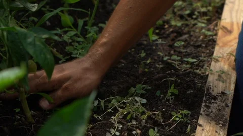 Close-up of hands gardening basil Stock Footage 107322142