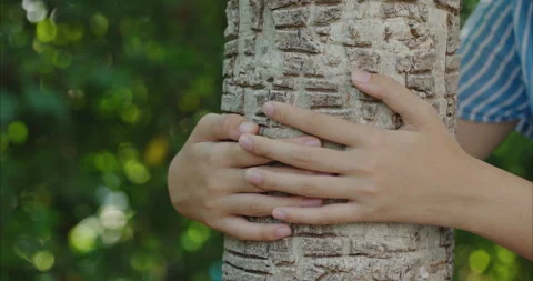 Close up of hands gently embracing a tree trunk in a backyard garden Stock-Footage 331839127