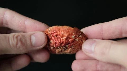 Close-up of hands gently holding a dried red fly agaric mushroom, showcasing its Stock-Footage 297664278