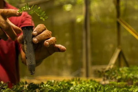 Close-up of hands gently holding a small green plant in an outdoor natural se Stock Photos