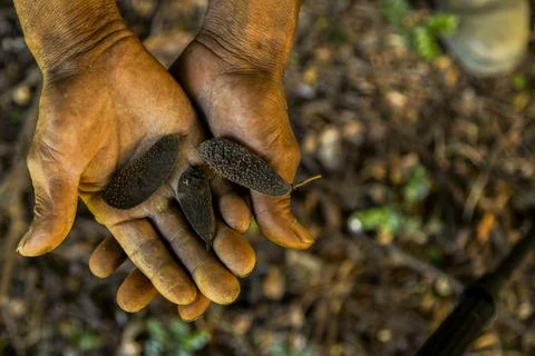 Close-up of hands gently holding a small green plant in an outdoor natural se Stock Photos