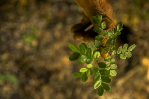 Close-up of hands gently holding a small green plant in an outdoor natural se Stock Photos
