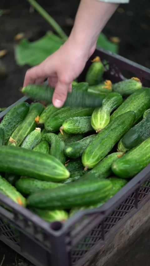 Close-up of hands gently placing ripe cucumbers into a harvest crate Stock Footage 341903245
