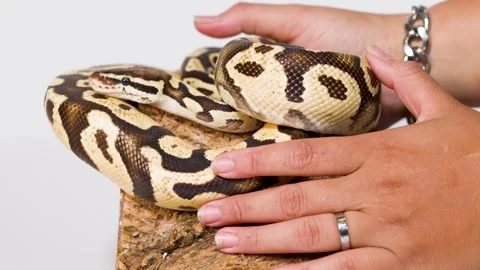 Close Up of Hands Gently Touching Coiled Ball Python on Wood Stock Footage 326090457