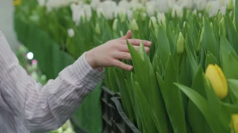 Close-up of hands gently touching rows of blooming tulips in a greenhouse Stock Footage 330169990