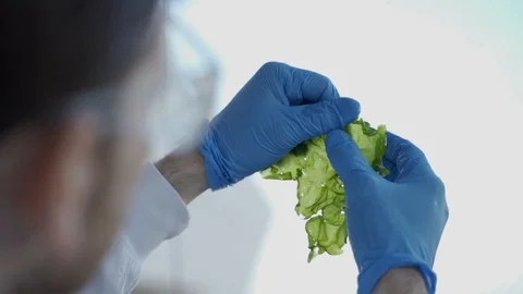 Close Up of hands with gloves examining an algae for research of green biotech Stock Footage 112603541